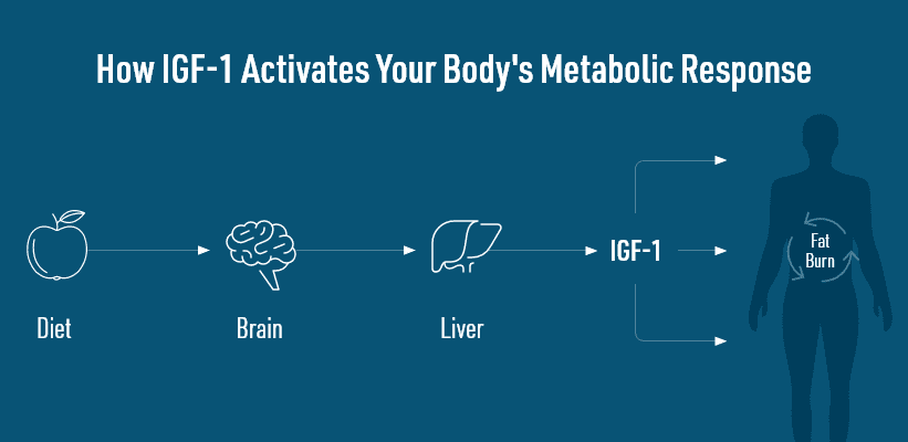 Diagram of how IGF-1 Activates your body's metabolic response, from diet to brain to liver