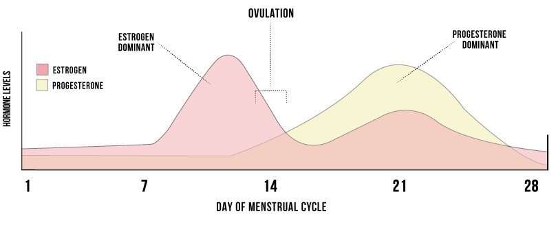 Chart of Menstrual Cycle Hormone Levels